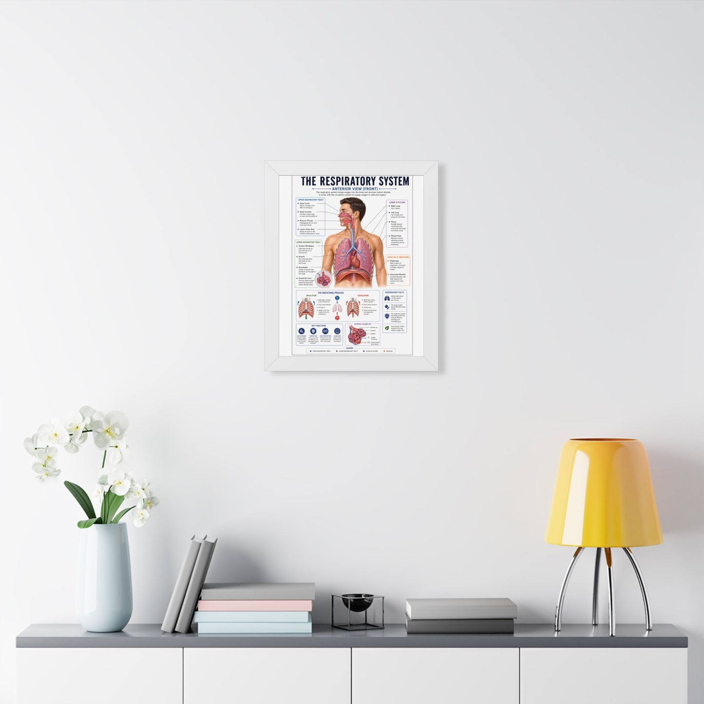Framed Respiratory System Poster — Anatomical Chart for Medical Students & Clinics