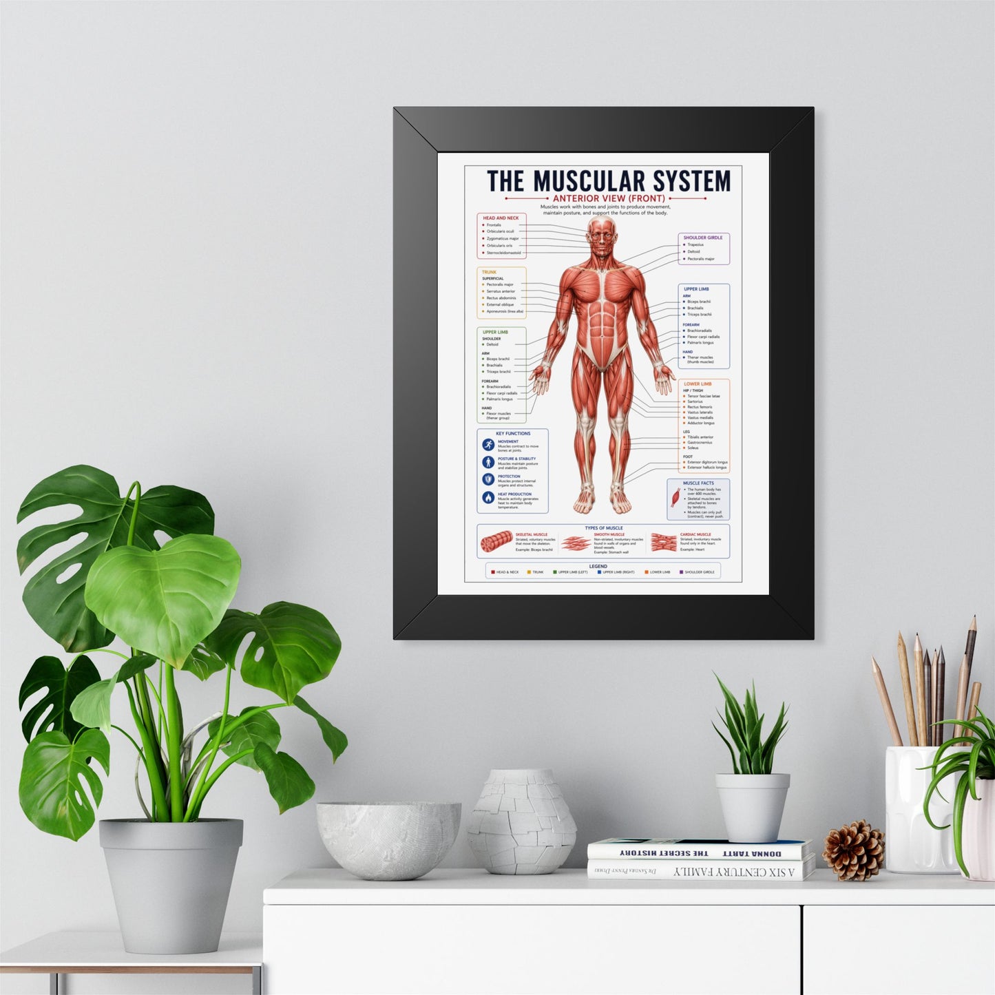 Muscular System Poster - Framed Anatomical Chart (Anterior View)