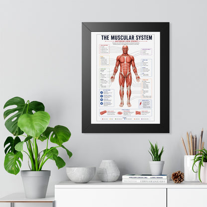 Muscular System Poster - Framed Anatomical Chart (Anterior View)