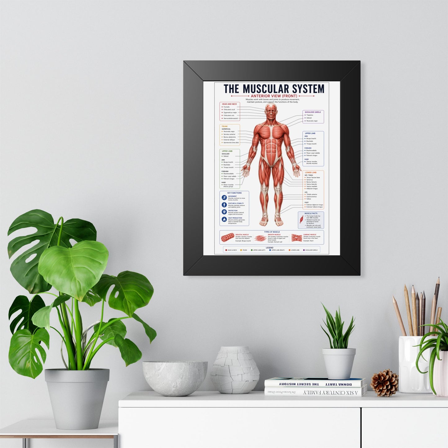 Muscular System Poster - Framed Anatomical Chart (Anterior View)