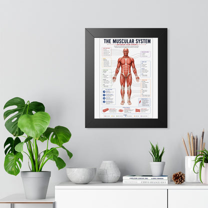 Muscular System Poster - Framed Anatomical Chart (Anterior View)