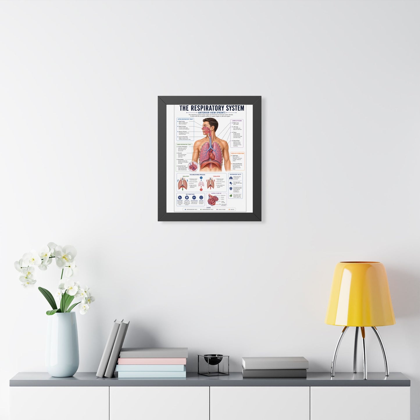Framed Respiratory System Poster — Anatomical Chart for Medical Students & Clinics