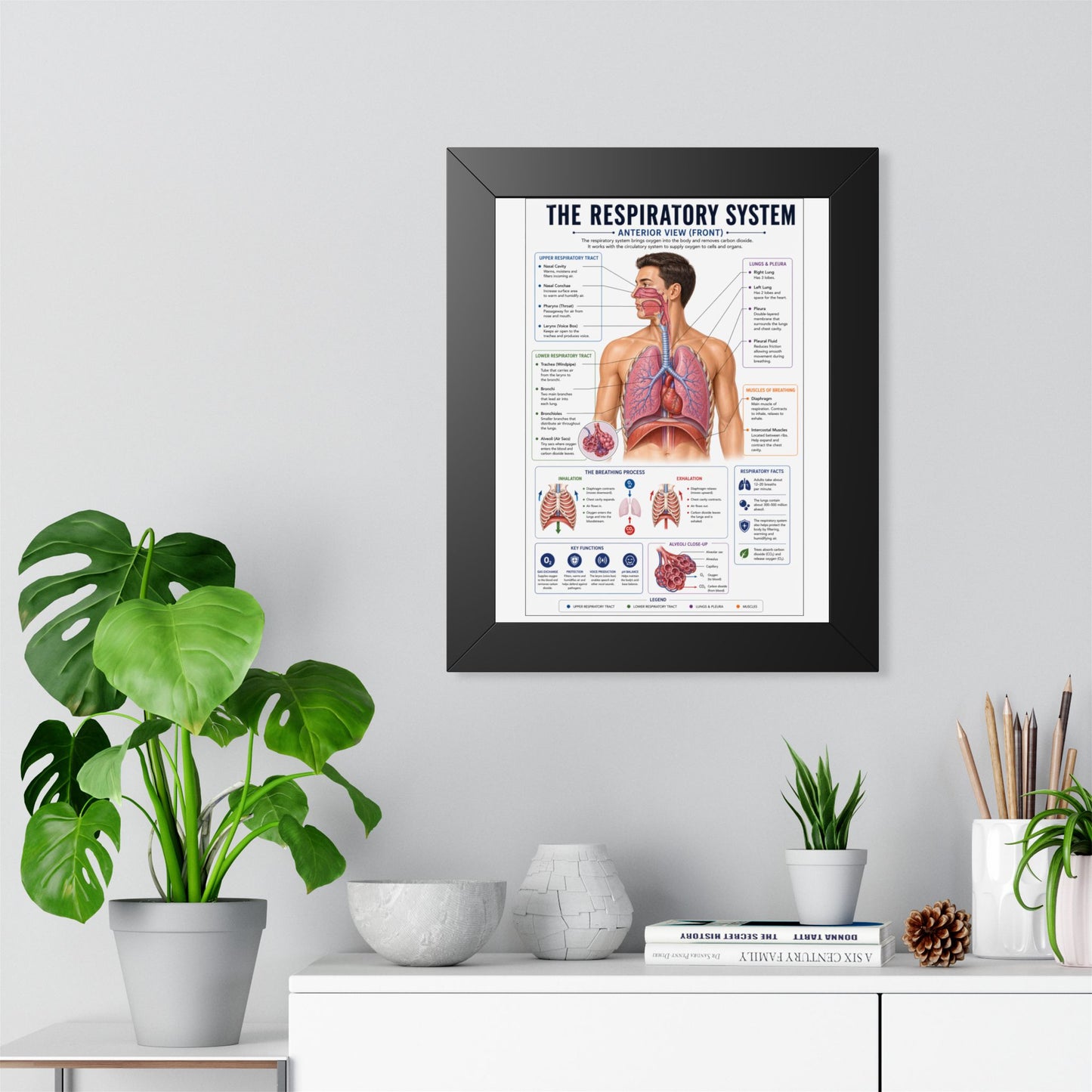 Framed Respiratory System Poster — Anatomical Chart for Medical Students & Clinics