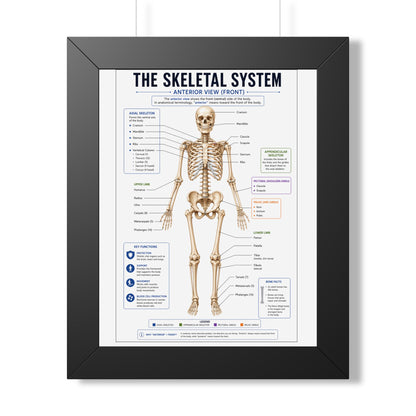 Framed Poster — Anatomical Skeletal System Chart (Labeled Front View)