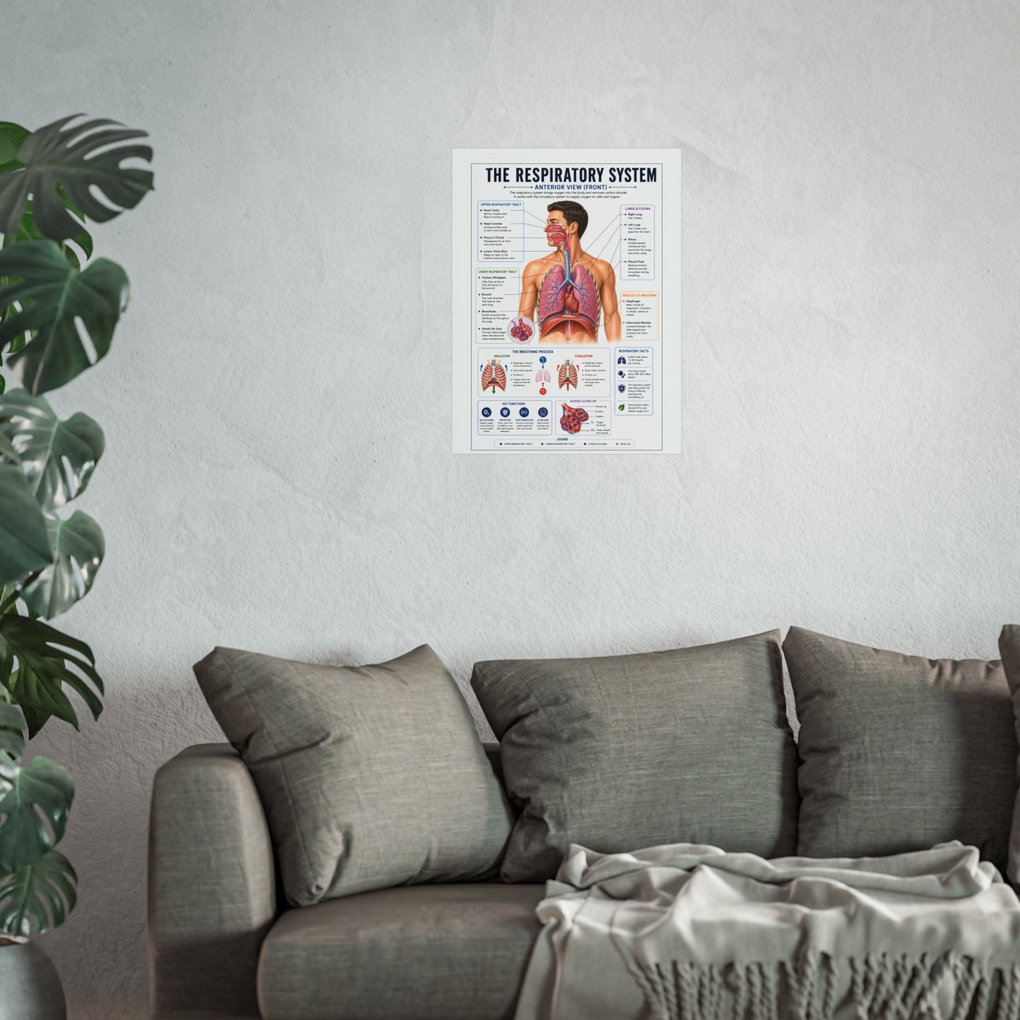 Respiratory System Anatomy Poster - Educational Fine Art Medical Print