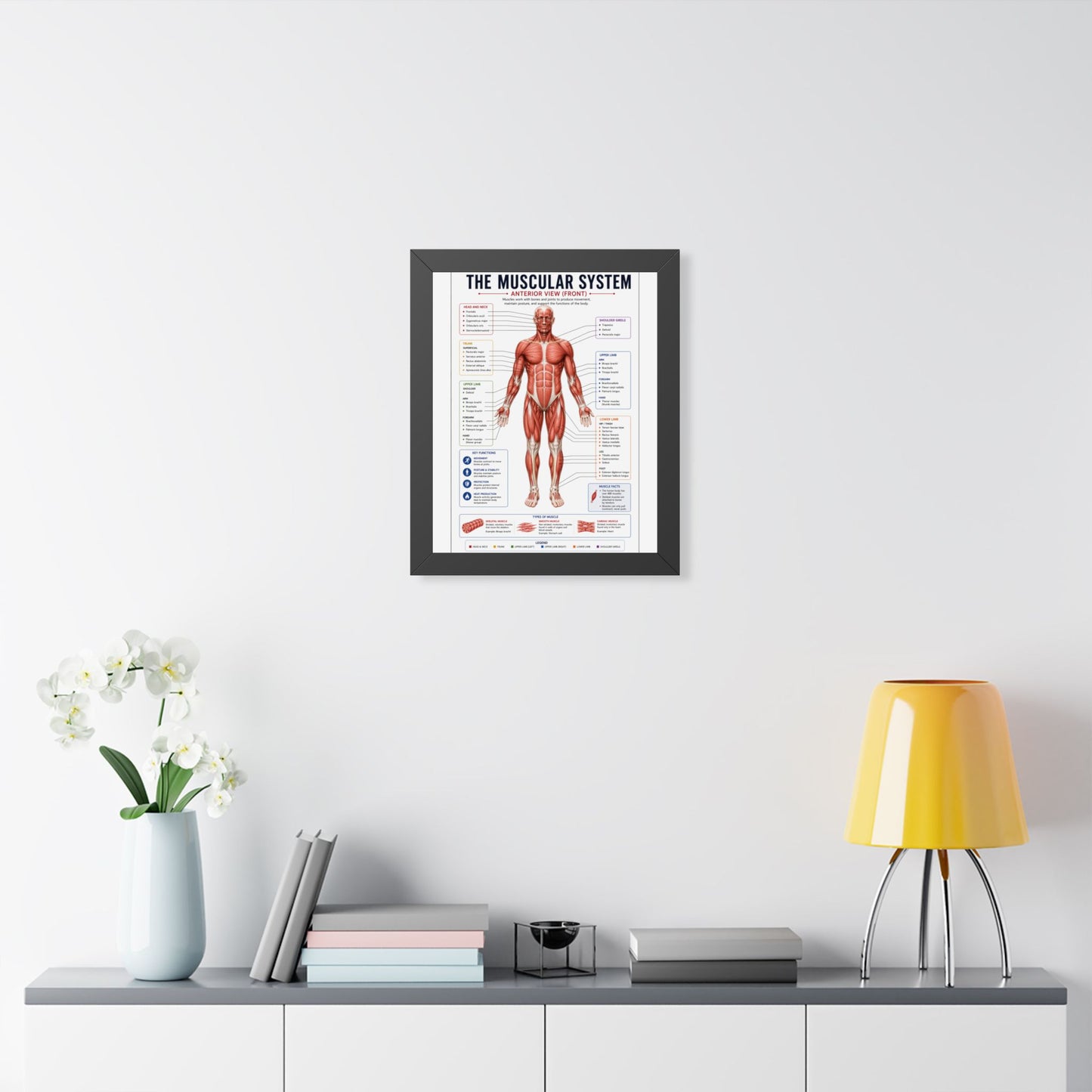 Muscular System Poster - Framed Anatomical Chart (Anterior View)