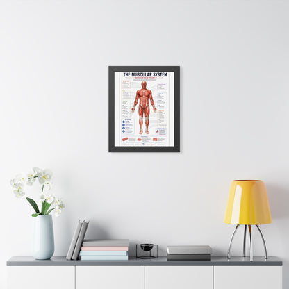 Muscular System Poster - Framed Anatomical Chart (Anterior View)