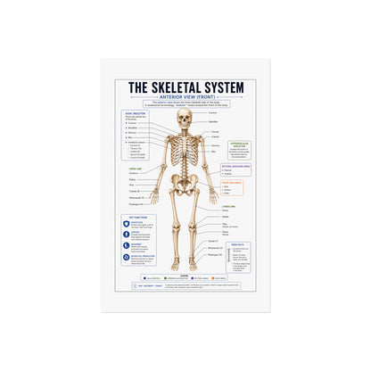 Skeletal System Anatomy Poster — Fine Art Educational Print