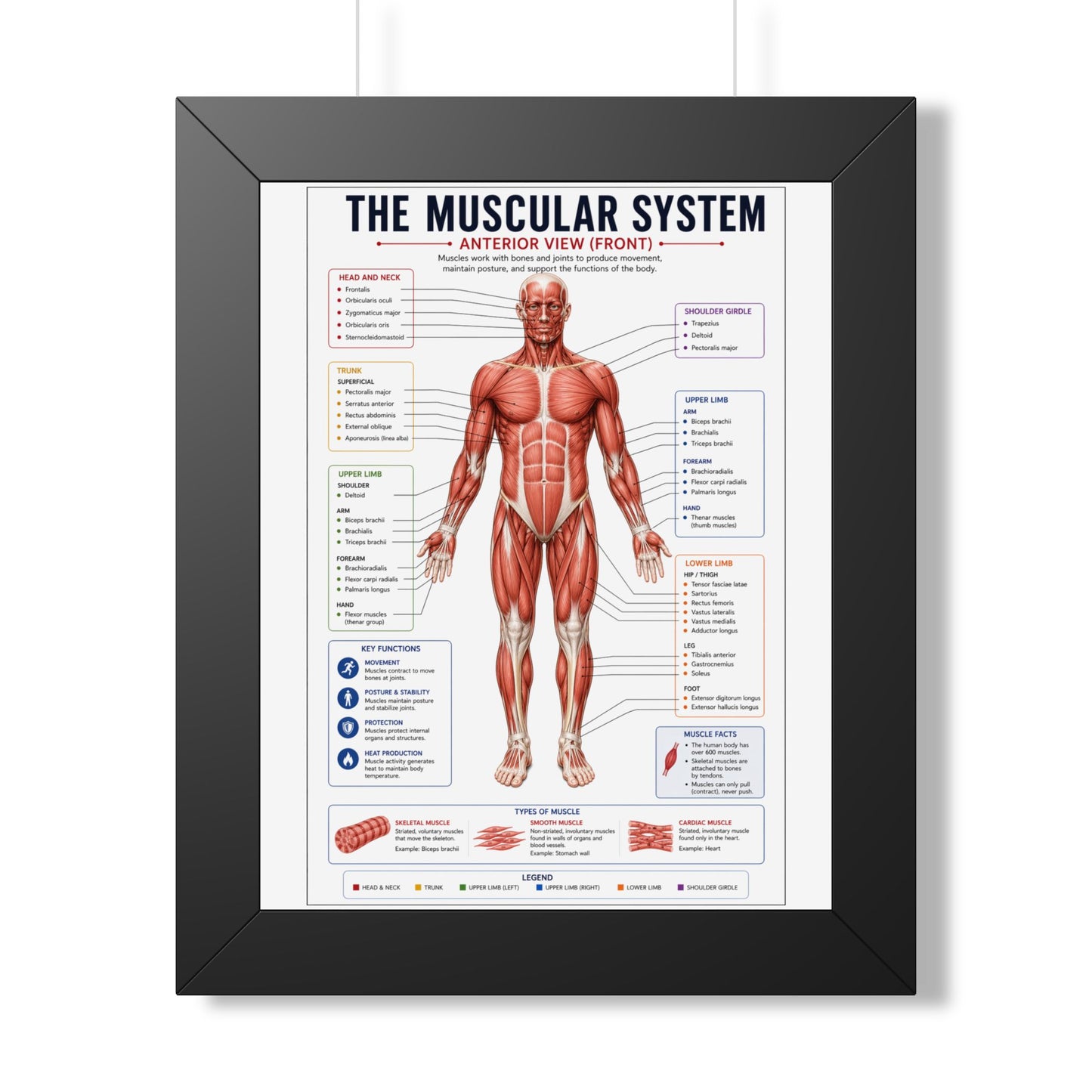 Muscular System Poster - Framed Anatomical Chart (Anterior View)