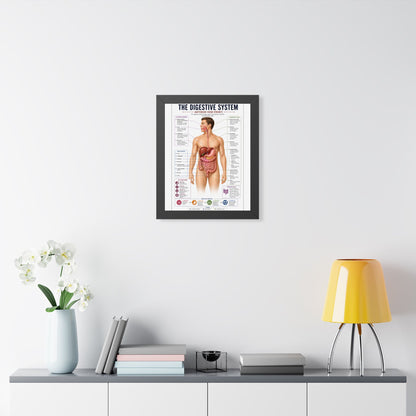 Framed Digestive System Poster — Anatomical Chart for Home, Classroom & Medical Offices
