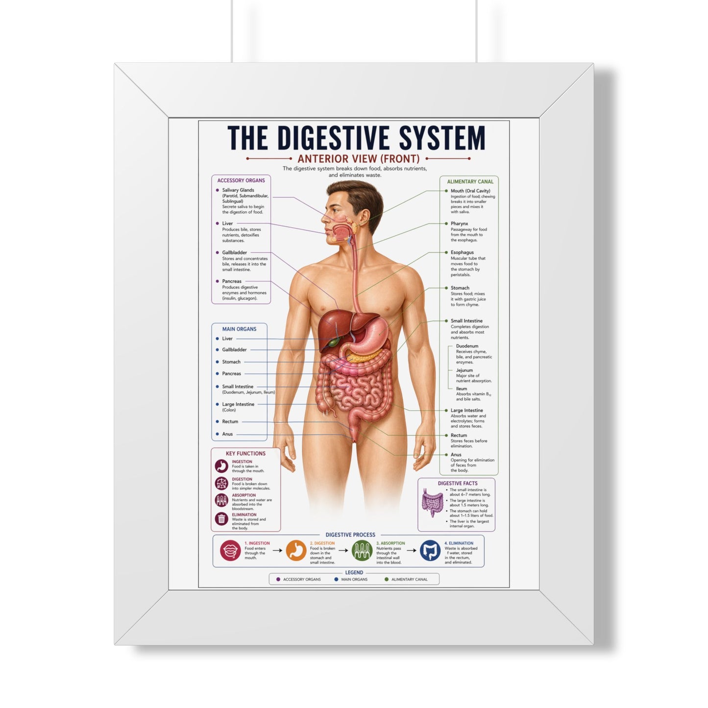 Framed Digestive System Poster — Anatomical Chart for Home, Classroom & Medical Offices