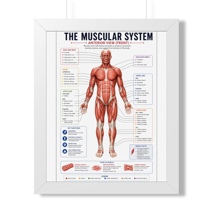 Muscular System Poster - Framed Anatomical Chart (Anterior View)