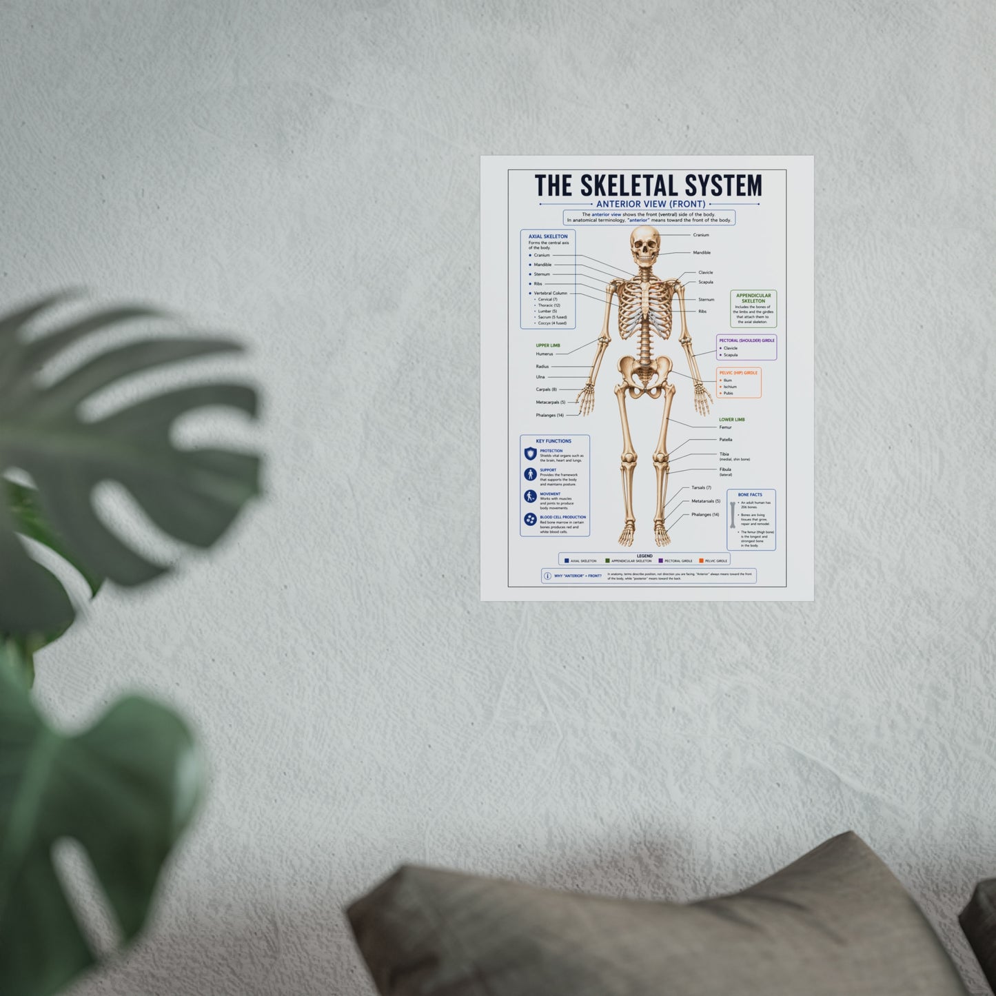Skeletal System Anatomy Poster — Fine Art Educational Print