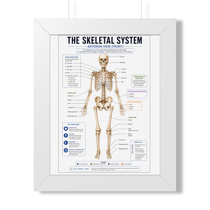 Framed Poster — Anatomical Skeletal System Chart (Labeled Front View)