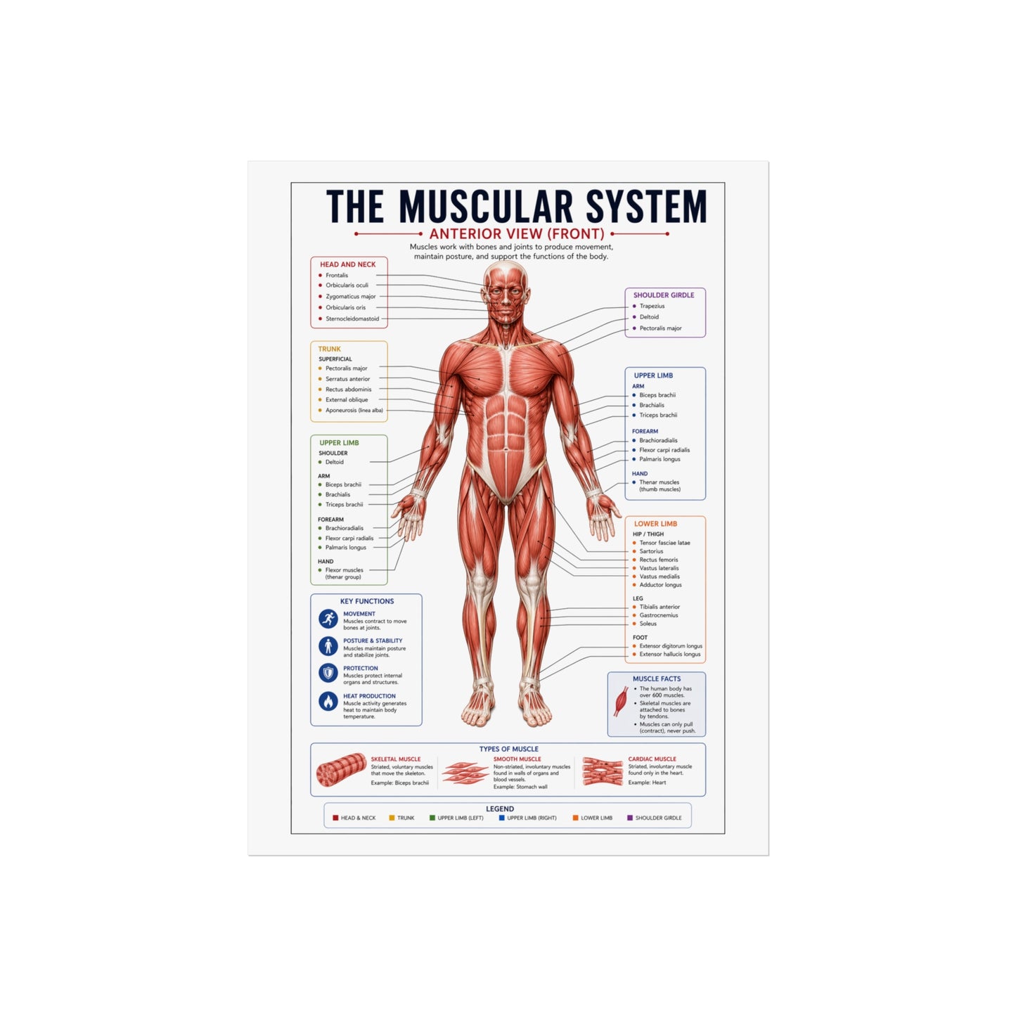 Muscular System Anatomy Poster — Fine Art Educational Print