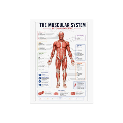 Muscular System Anatomy Poster — Fine Art Educational Print