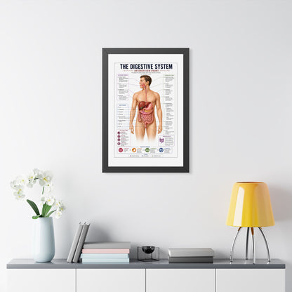 Framed Digestive System Poster — Anatomical Chart for Home, Classroom & Medical Offices