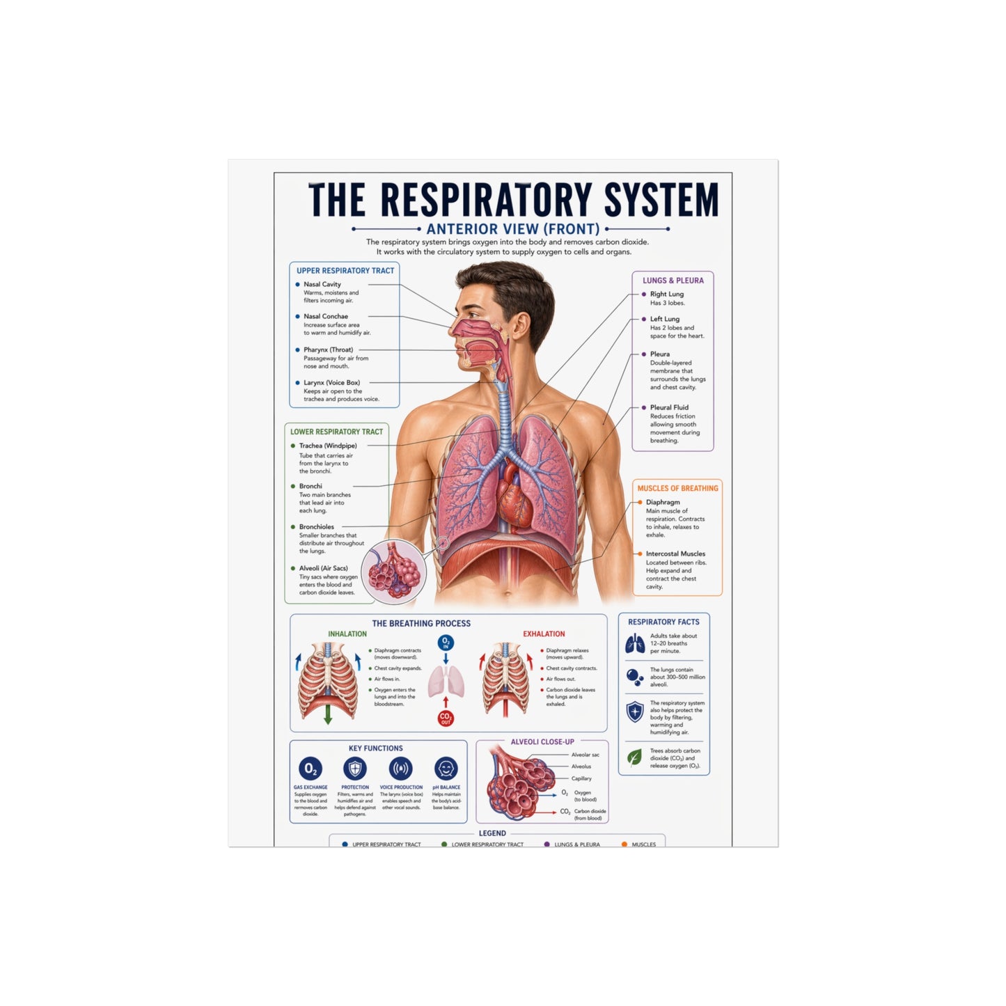 Respiratory System Anatomy Poster - Educational Fine Art Medical Print