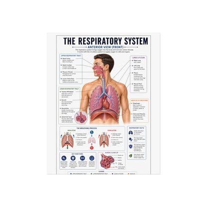 Respiratory System Anatomy Poster - Educational Fine Art Medical Print