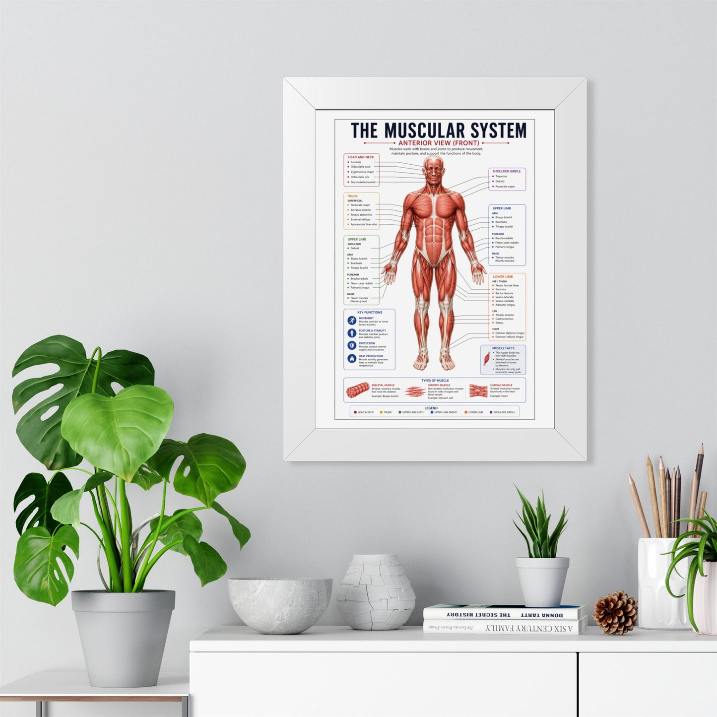 Muscular System Poster - Framed Anatomical Chart (Anterior View)