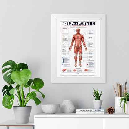 Muscular System Poster - Framed Anatomical Chart (Anterior View)