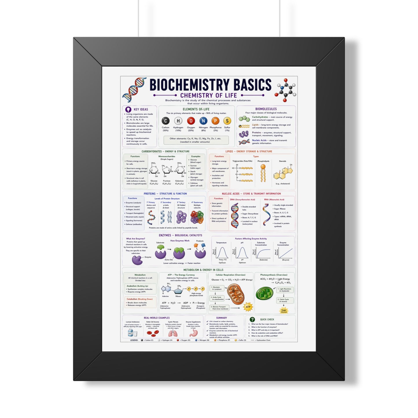 Biochemistry Basics Framed Poster — Chemistry of Life Study Guide