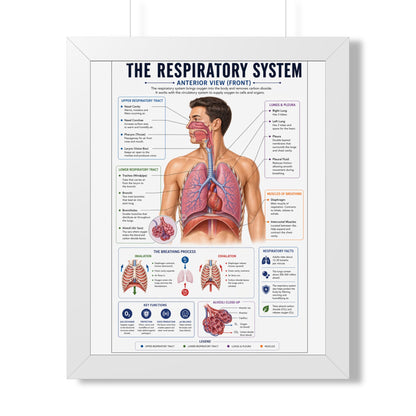 Framed Respiratory System Poster — Anatomical Chart for Medical Students & Clinics