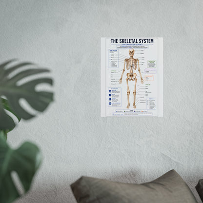 Skeletal System Anatomy Poster — Fine Art Educational Print