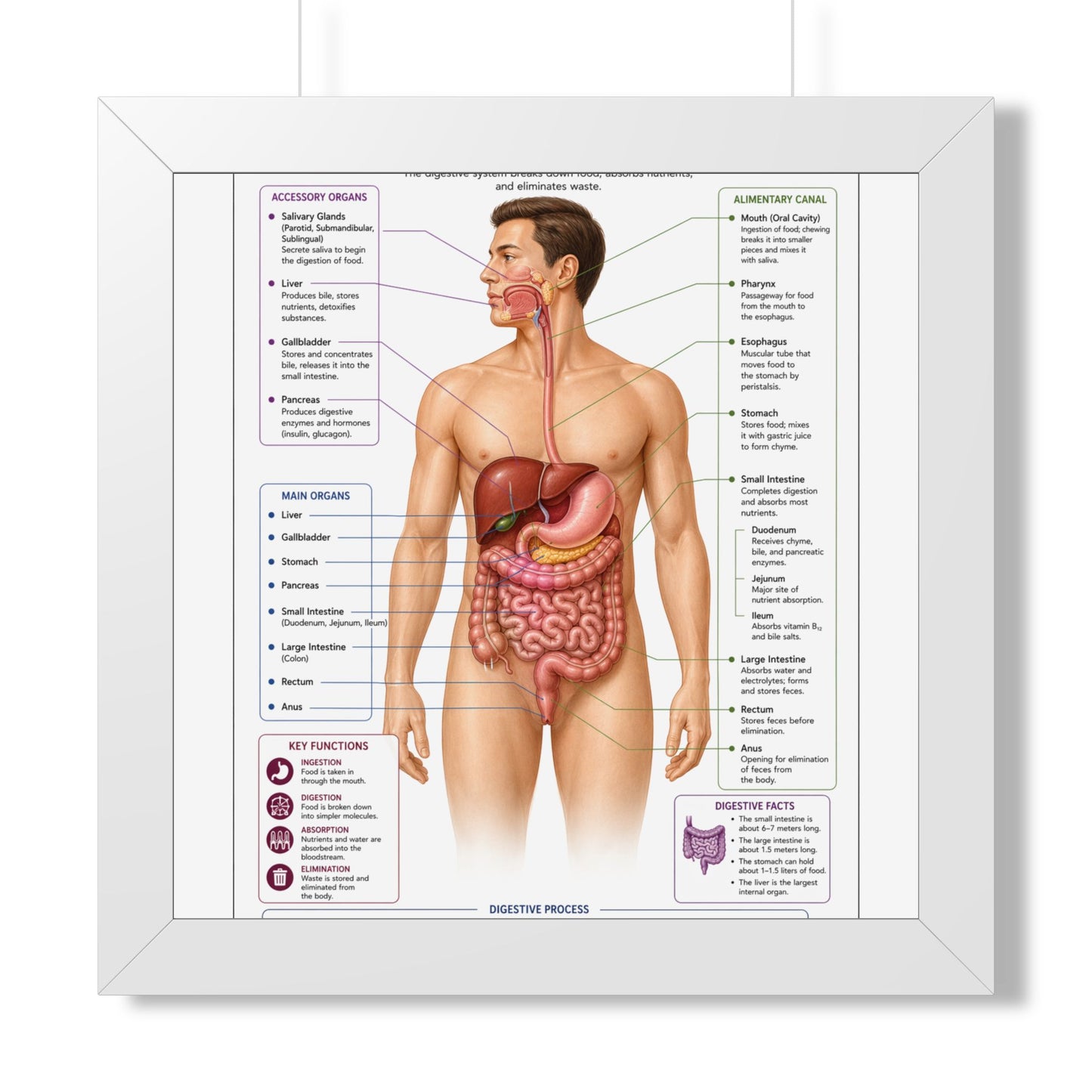 Framed Digestive System Poster — Anatomical Chart for Home, Classroom & Medical Offices
