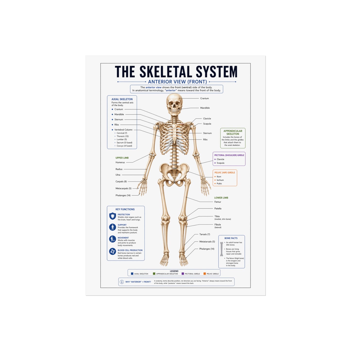Skeletal System Anatomy Poster — Fine Art Educational Print