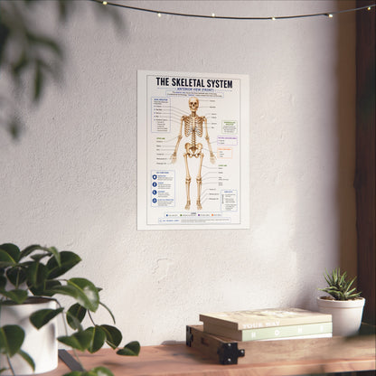 Skeletal System Anatomy Poster — Fine Art Educational Print