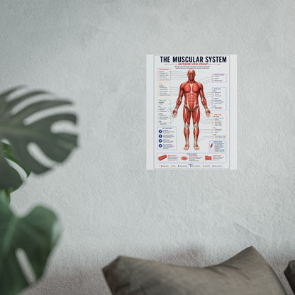 Muscular System Anatomy Poster — Fine Art Educational Print