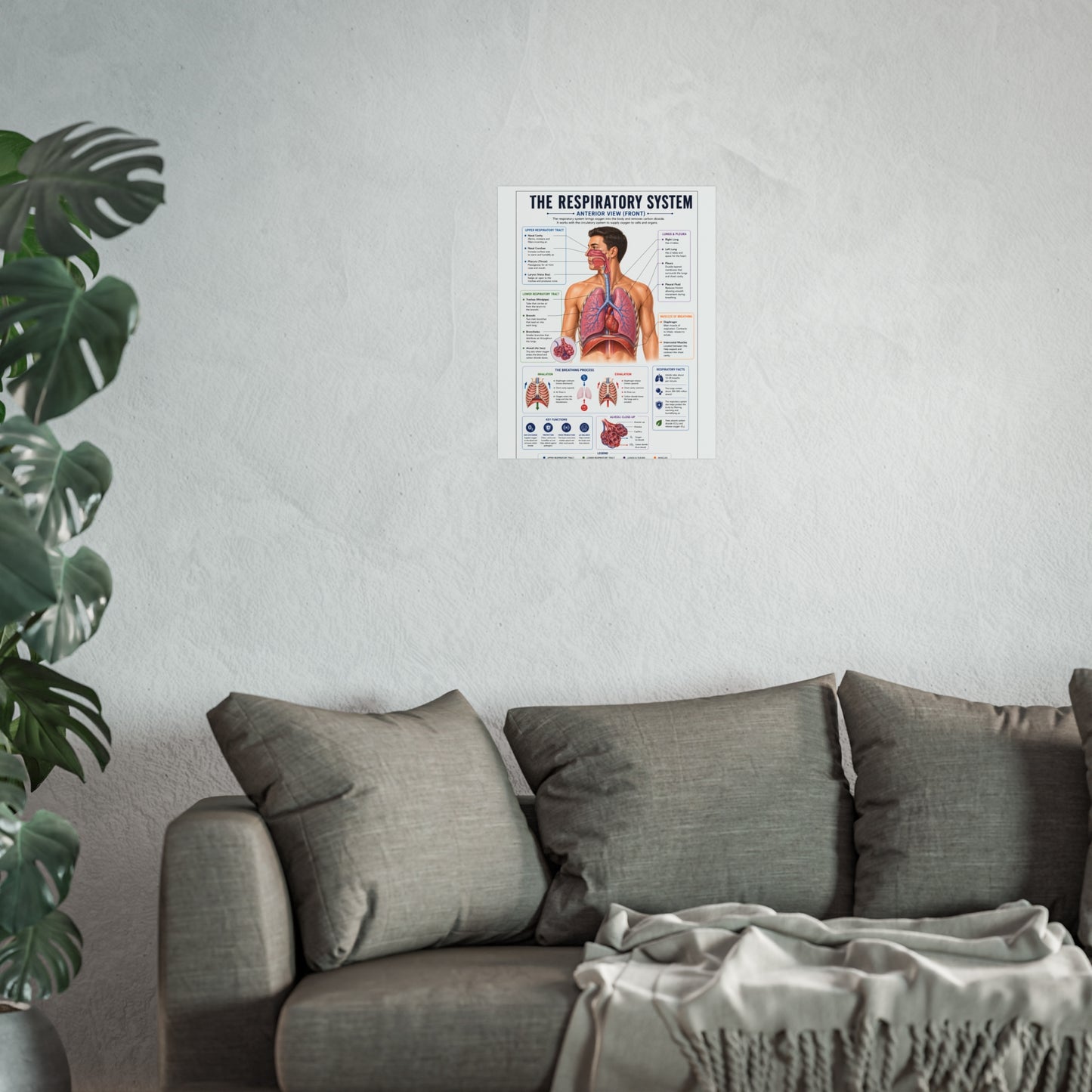 Respiratory System Anatomy Poster - Educational Fine Art Medical Print
