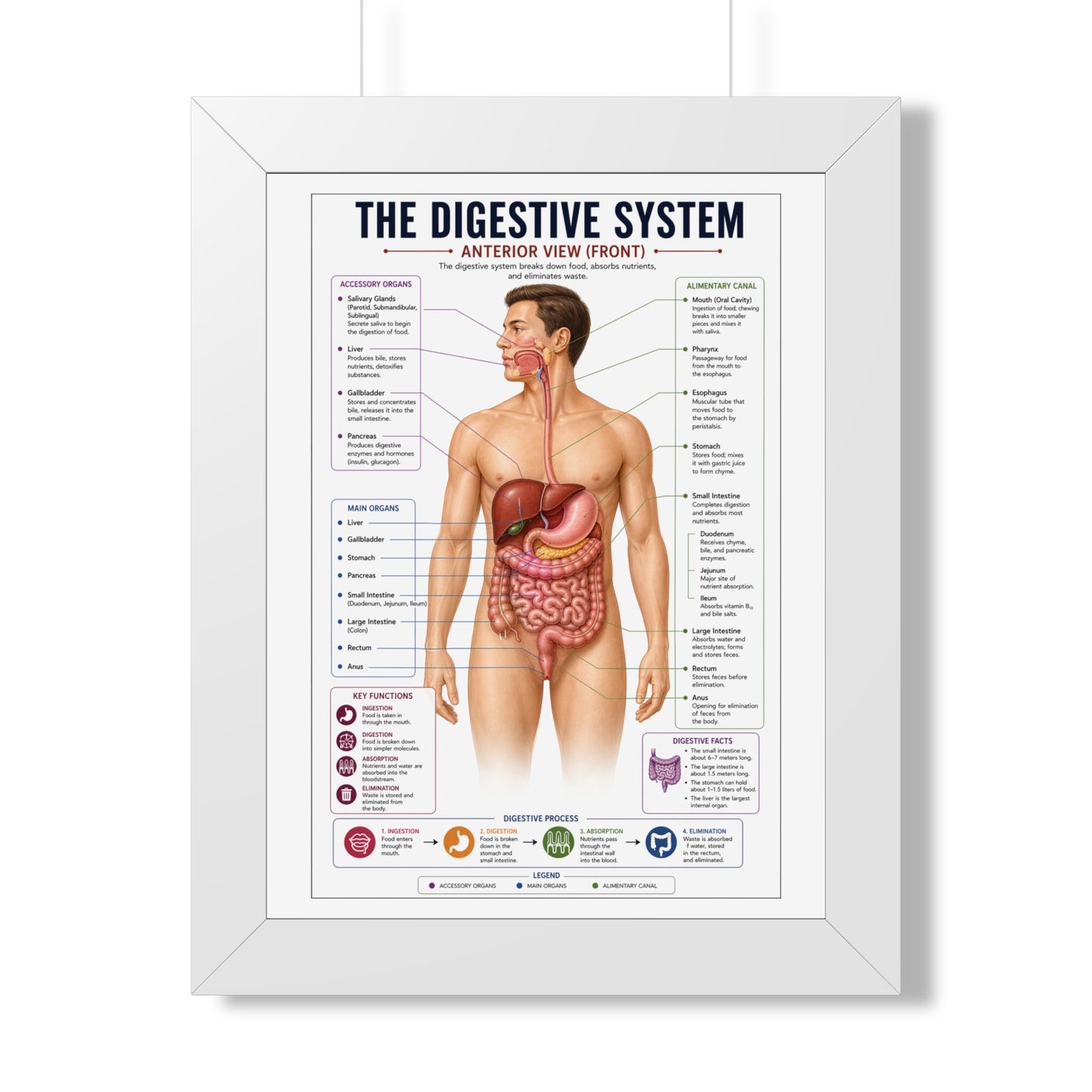 Framed Digestive System Poster — Anatomical Chart for Home, Classroom & Medical Offices