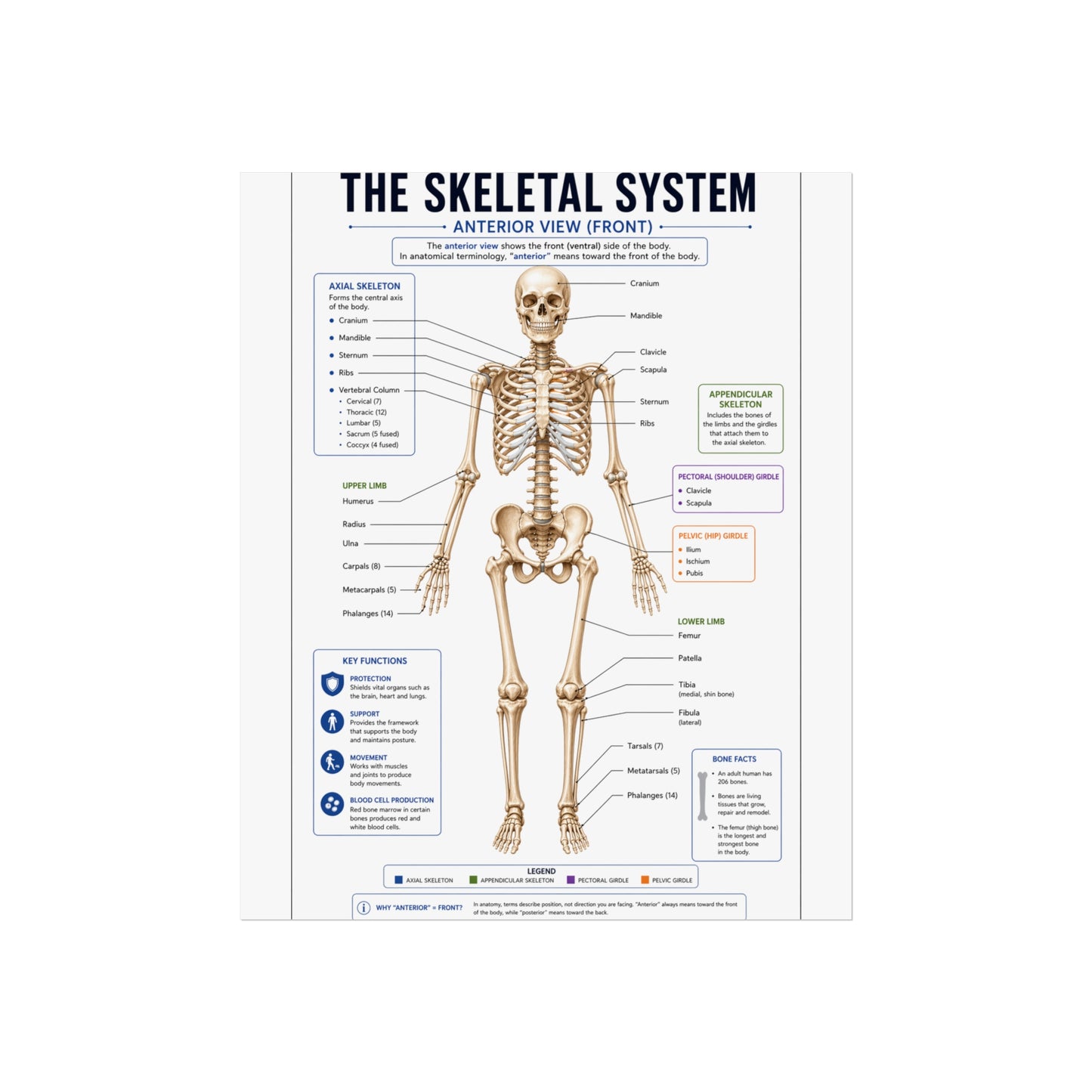 Skeletal System Anatomy Poster — Fine Art Educational Print