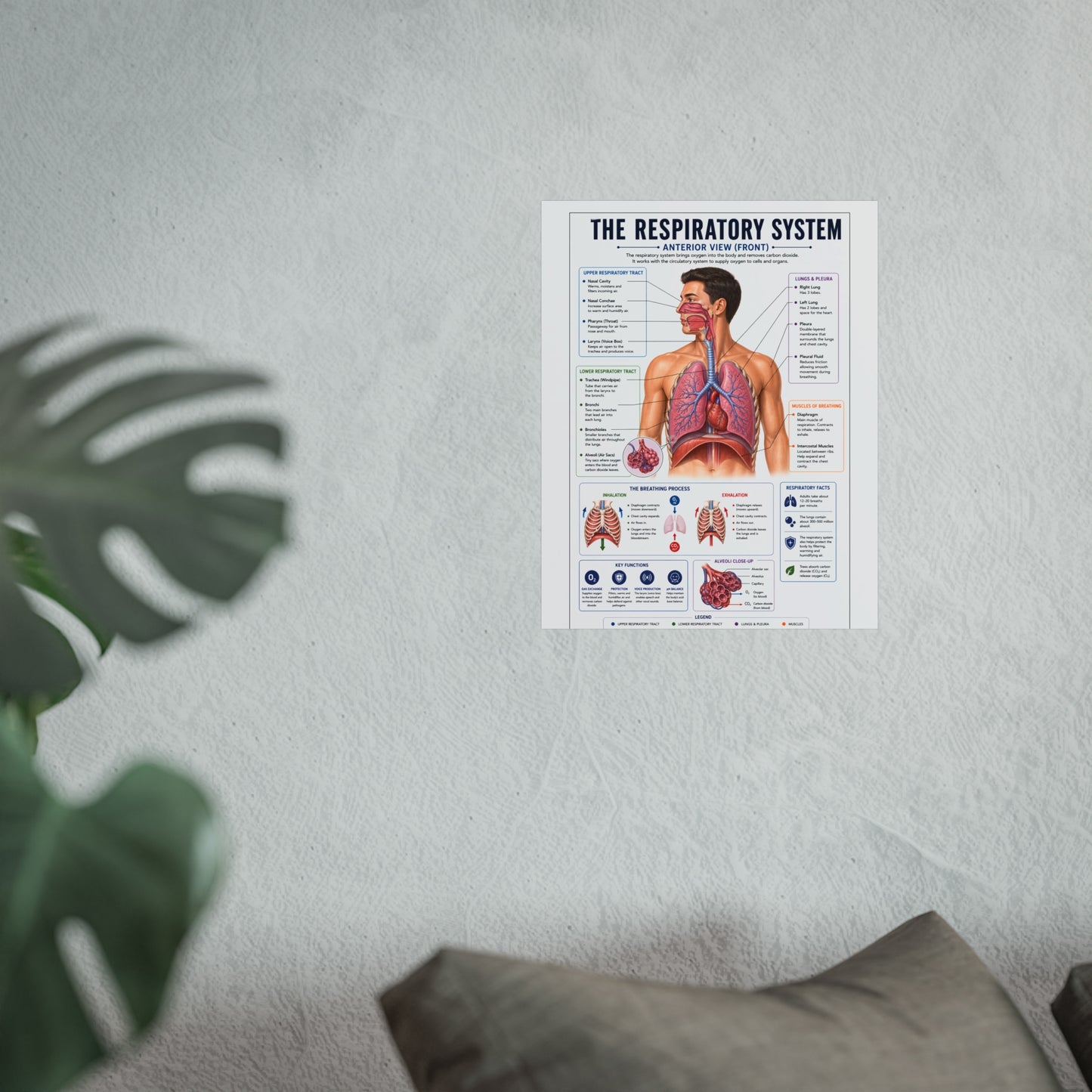 Respiratory System Anatomy Poster - Educational Fine Art Medical Print