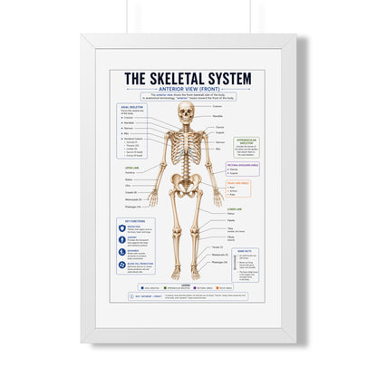 Framed Poster — Anatomical Skeletal System Chart (Labeled Front View)
