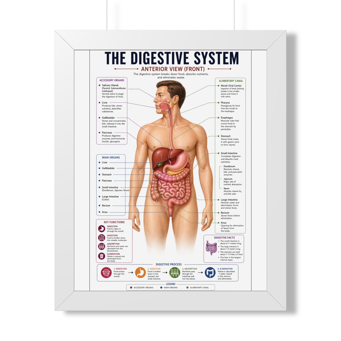 Framed Digestive System Poster — Anatomical Chart for Home, Classroom & Medical Offices