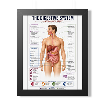 Framed Digestive System Poster — Anatomical Chart for Home, Classroom & Medical Offices