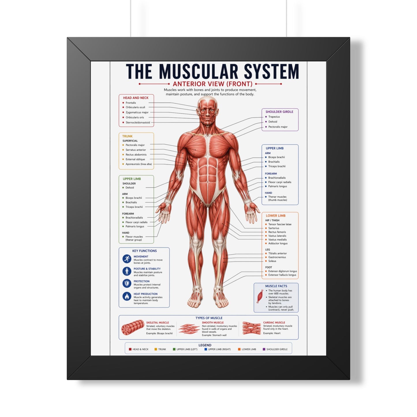 Muscular System Poster - Framed Anatomical Chart (Anterior View)