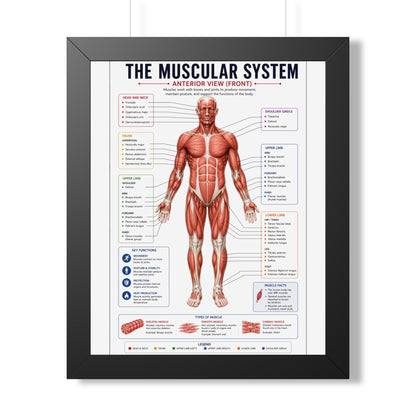 Muscular System Poster - Framed Anatomical Chart (Anterior View)