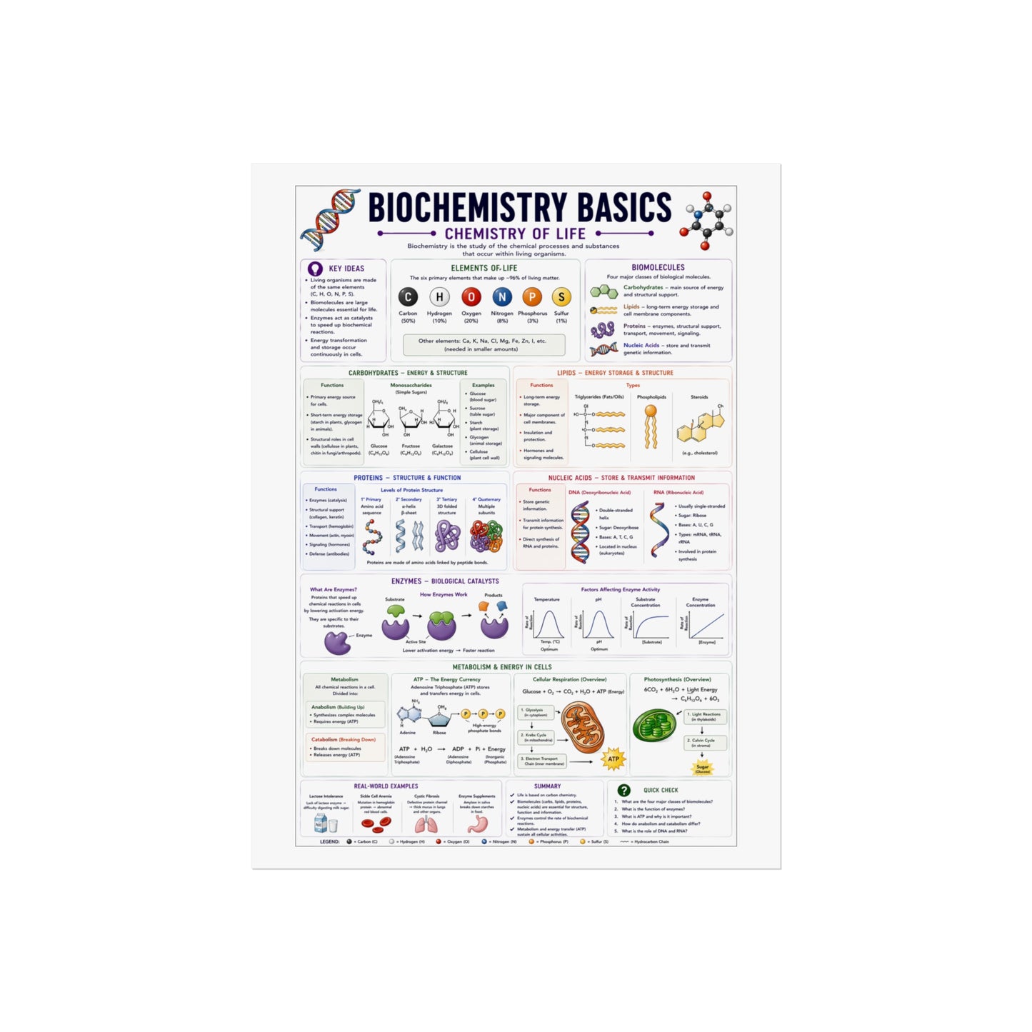 Biochemistry Basics Fine Art Poster — Chemistry of Life Educational Wall Art
