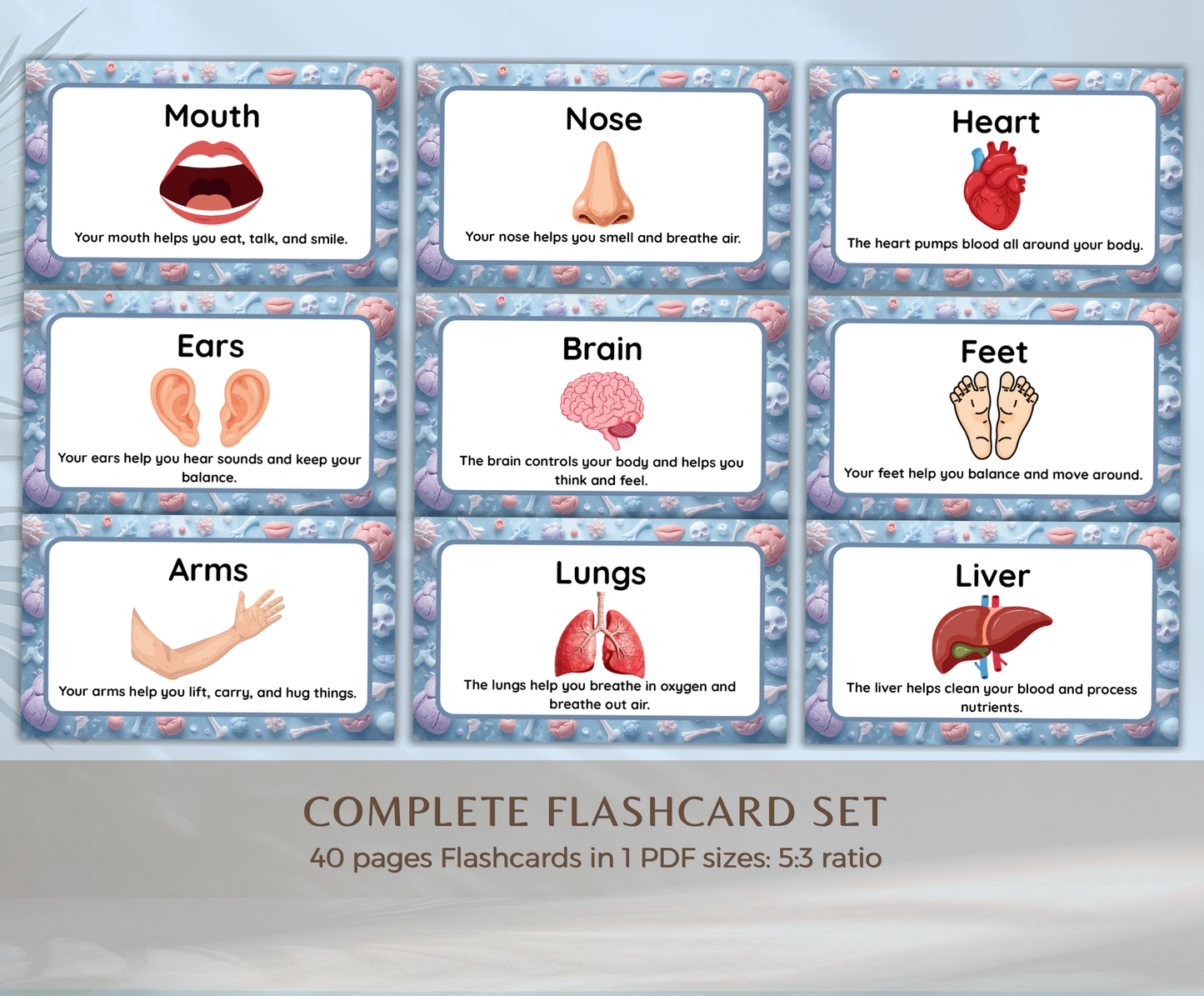 Body Parts Flashcards | Printable Human Anatomy Study Cards PDF for Kids & Students