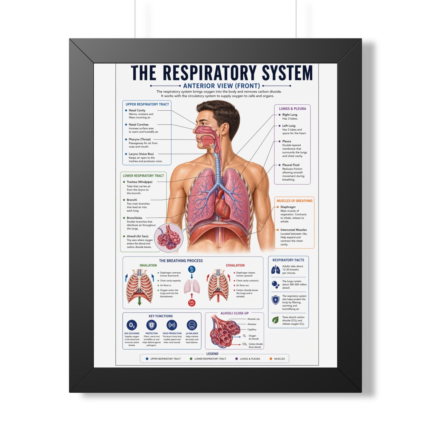 Framed Respiratory System Poster — Anatomical Chart for Medical Students & Clinics
