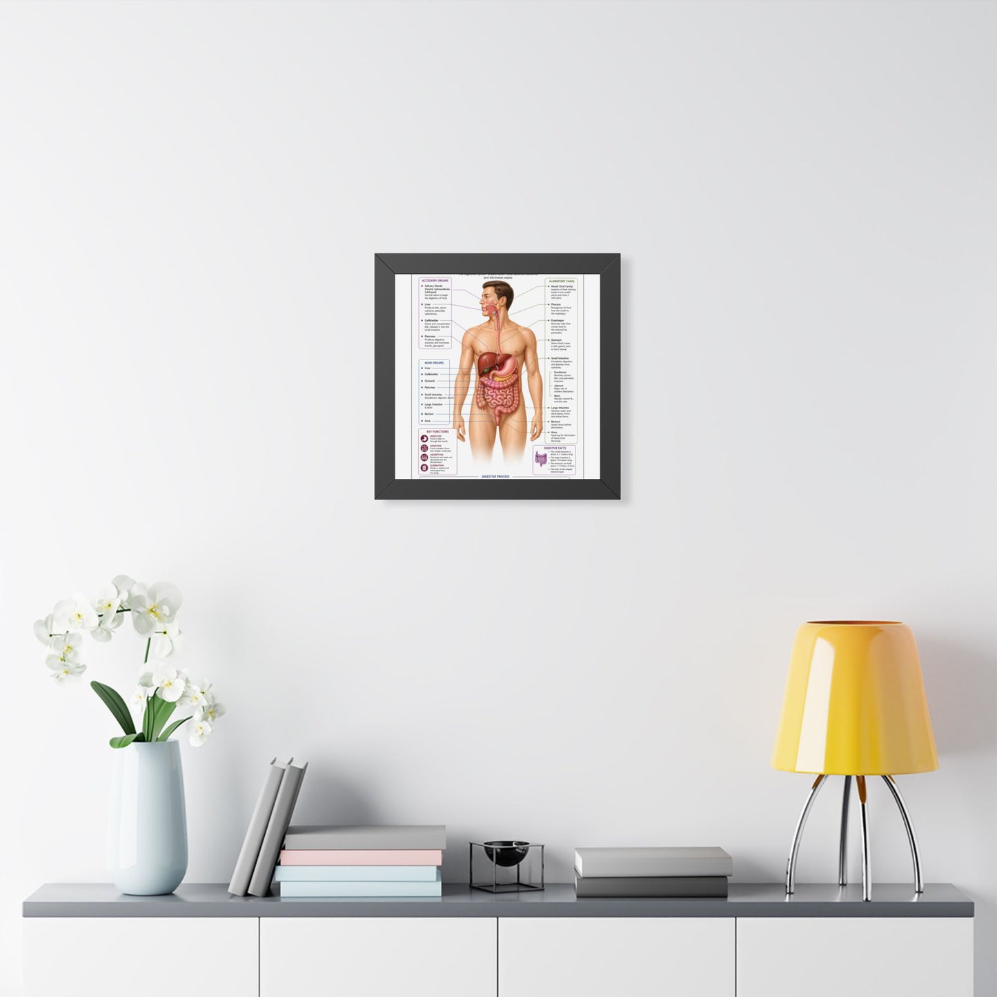 Framed Digestive System Poster — Anatomical Chart for Home, Classroom & Medical Offices