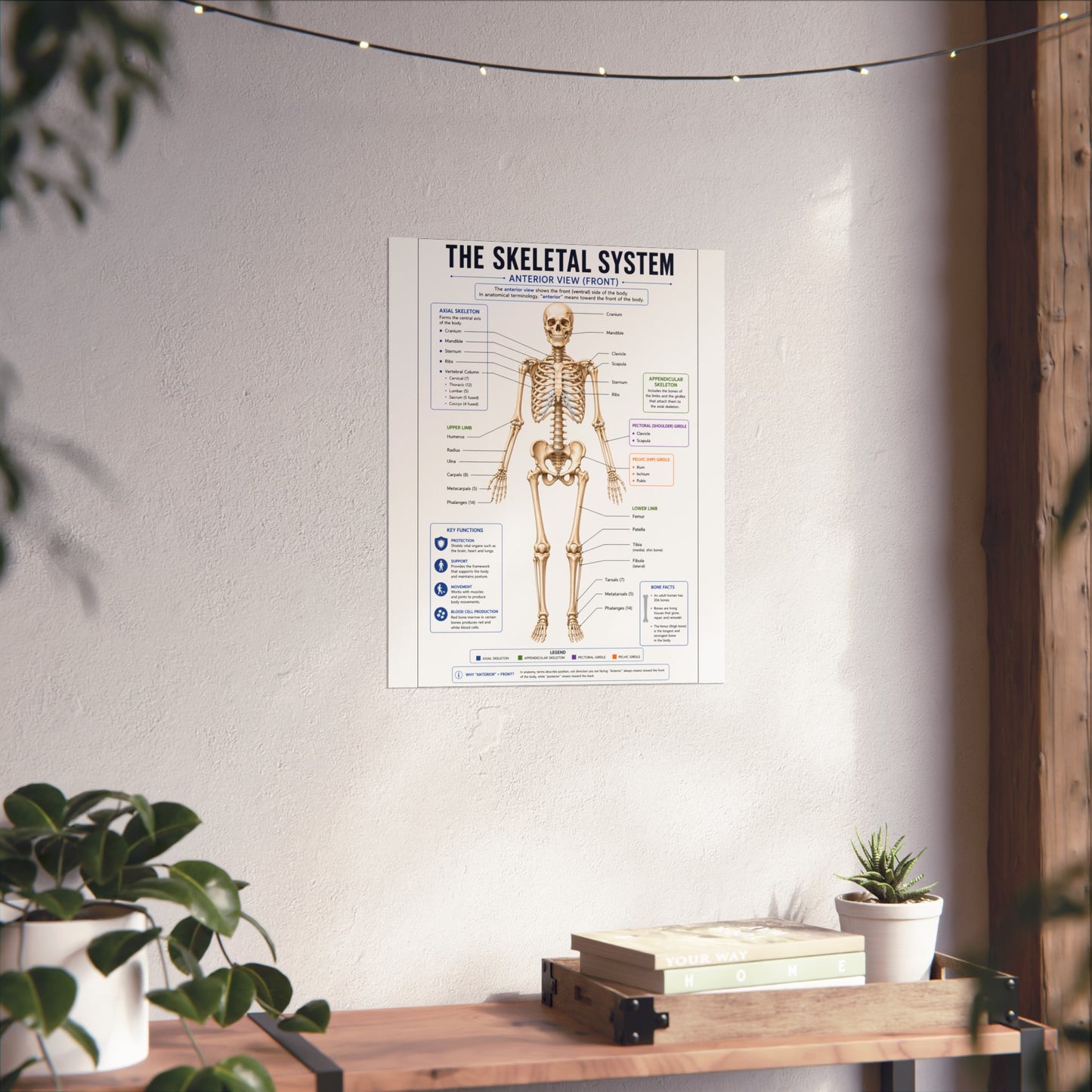 Skeletal System Anatomy Poster — Fine Art Educational Print
