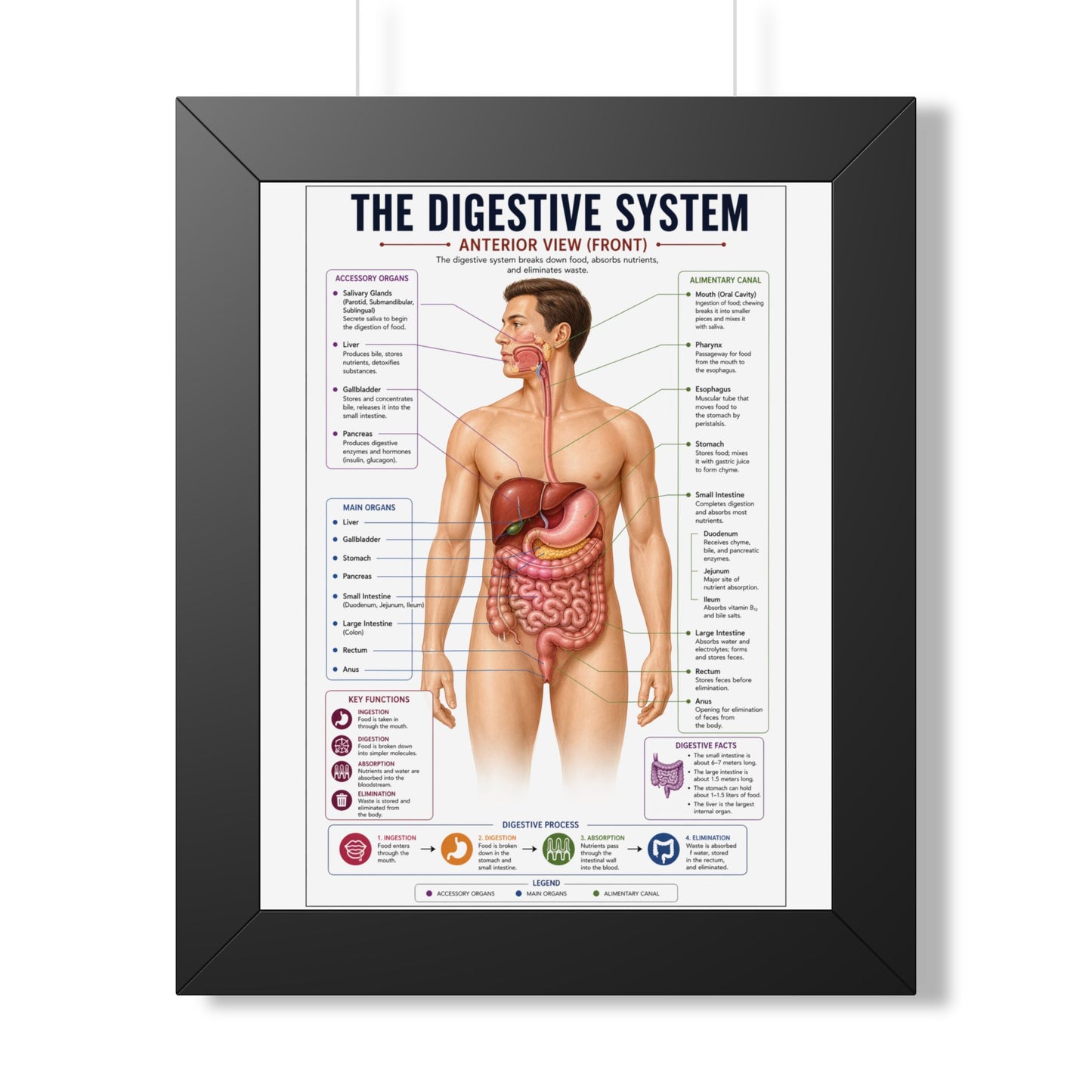 Framed Digestive System Poster — Anatomical Chart for Home, Classroom & Medical Offices