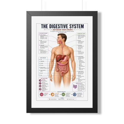 Framed Digestive System Poster — Anatomical Chart for Home, Classroom & Medical Offices