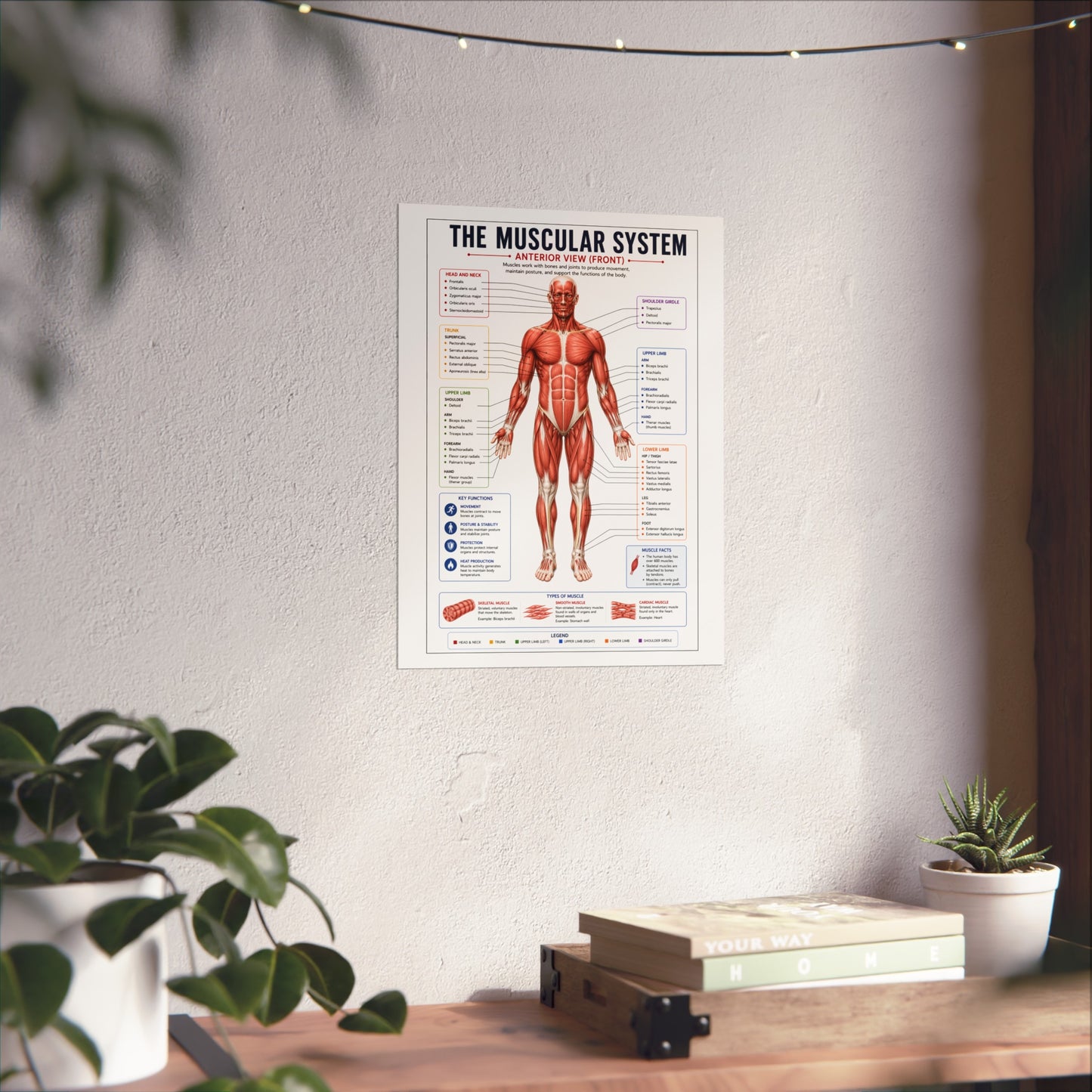 Muscular System Anatomy Poster — Fine Art Educational Print