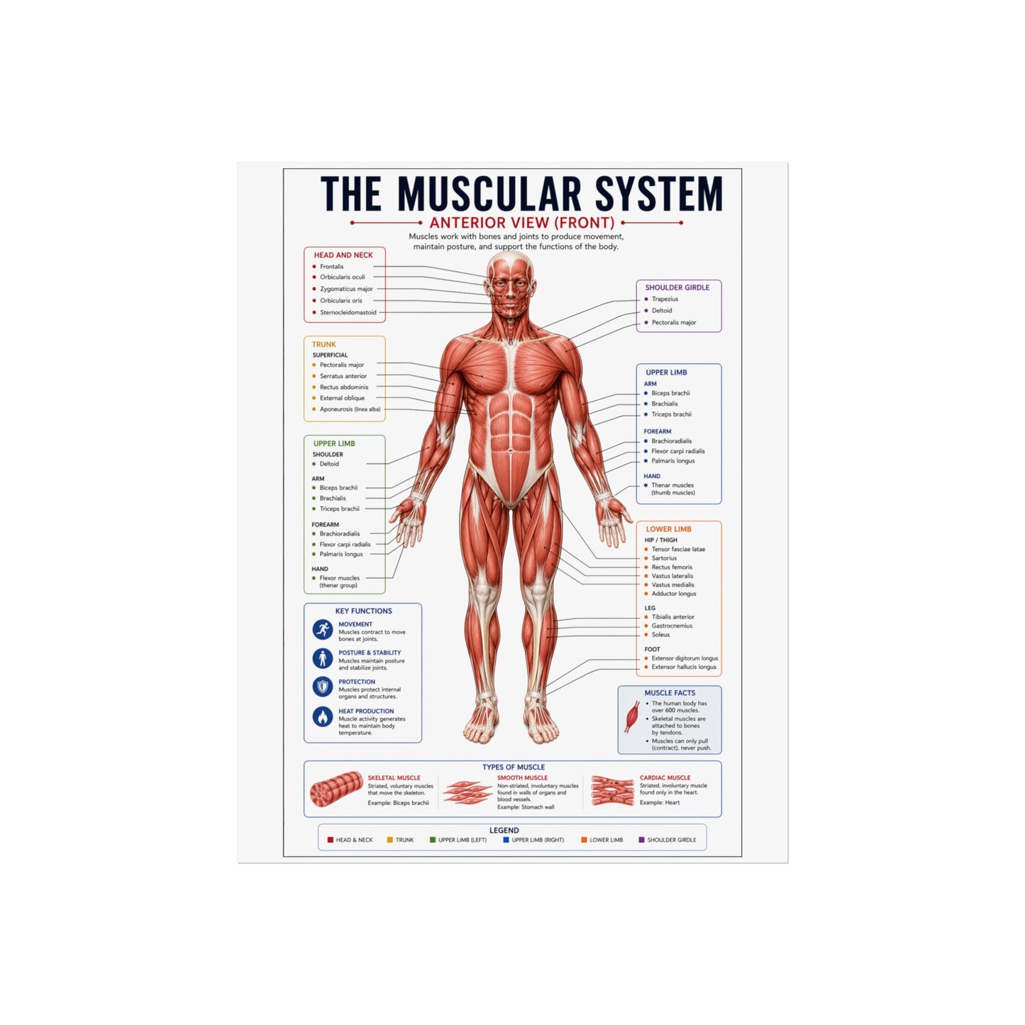Muscular System Anatomy Poster — Fine Art Educational Print